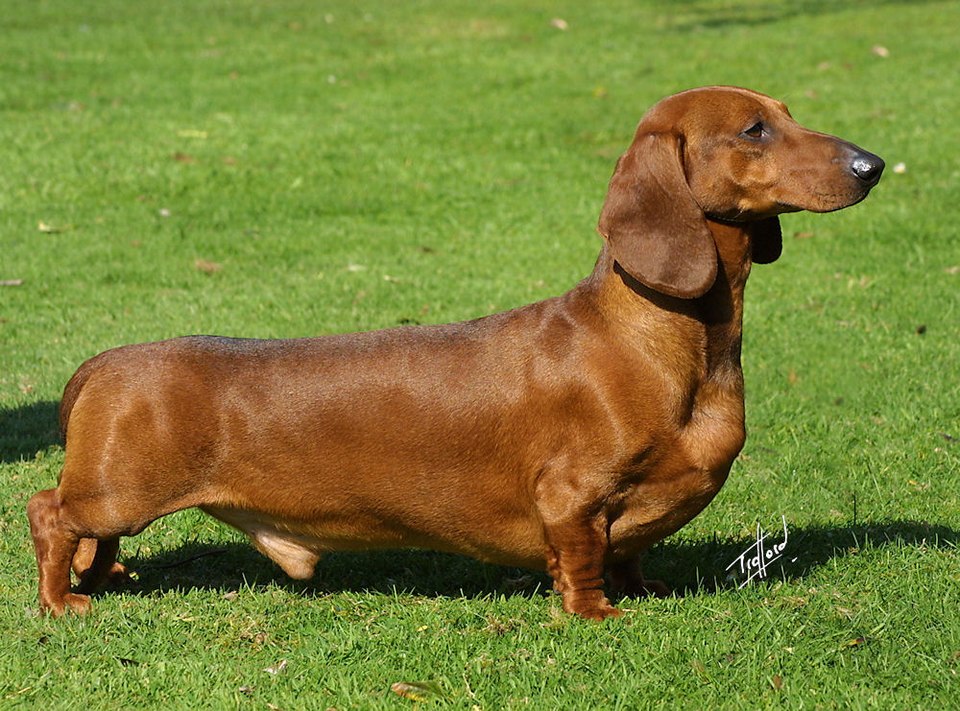 Adorable Dachshund Puppy
